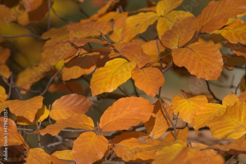 autumn leaves background photo