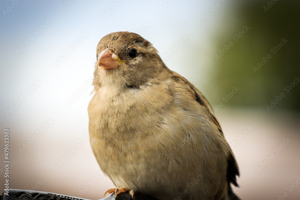 Closeup of a sparrow