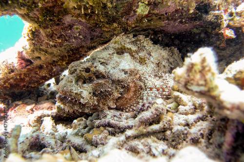 Extremely dangerous scorpionfish Scorpaenidae resting under a coral ledge
