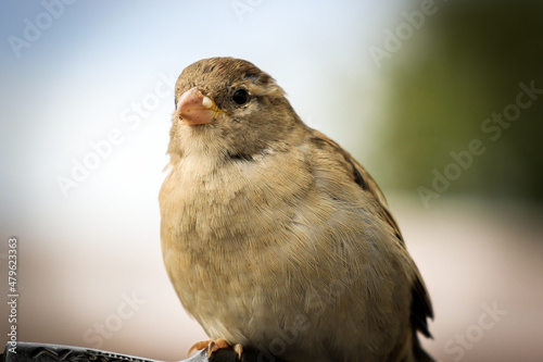 Obraz na płótnie Closeup of a sparrow w salonie