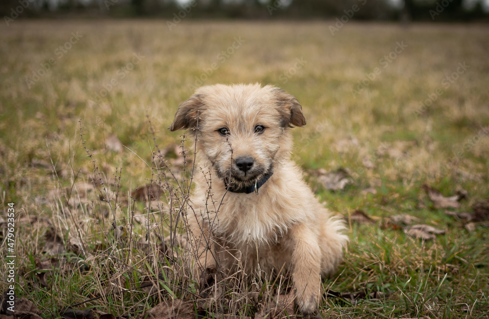 Chiot labrit bergers des Pyrénées Chiot labrit bergers des Pyrénées