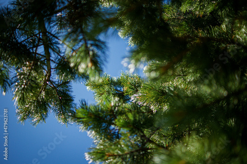 Branches of a pine with blue sky in background