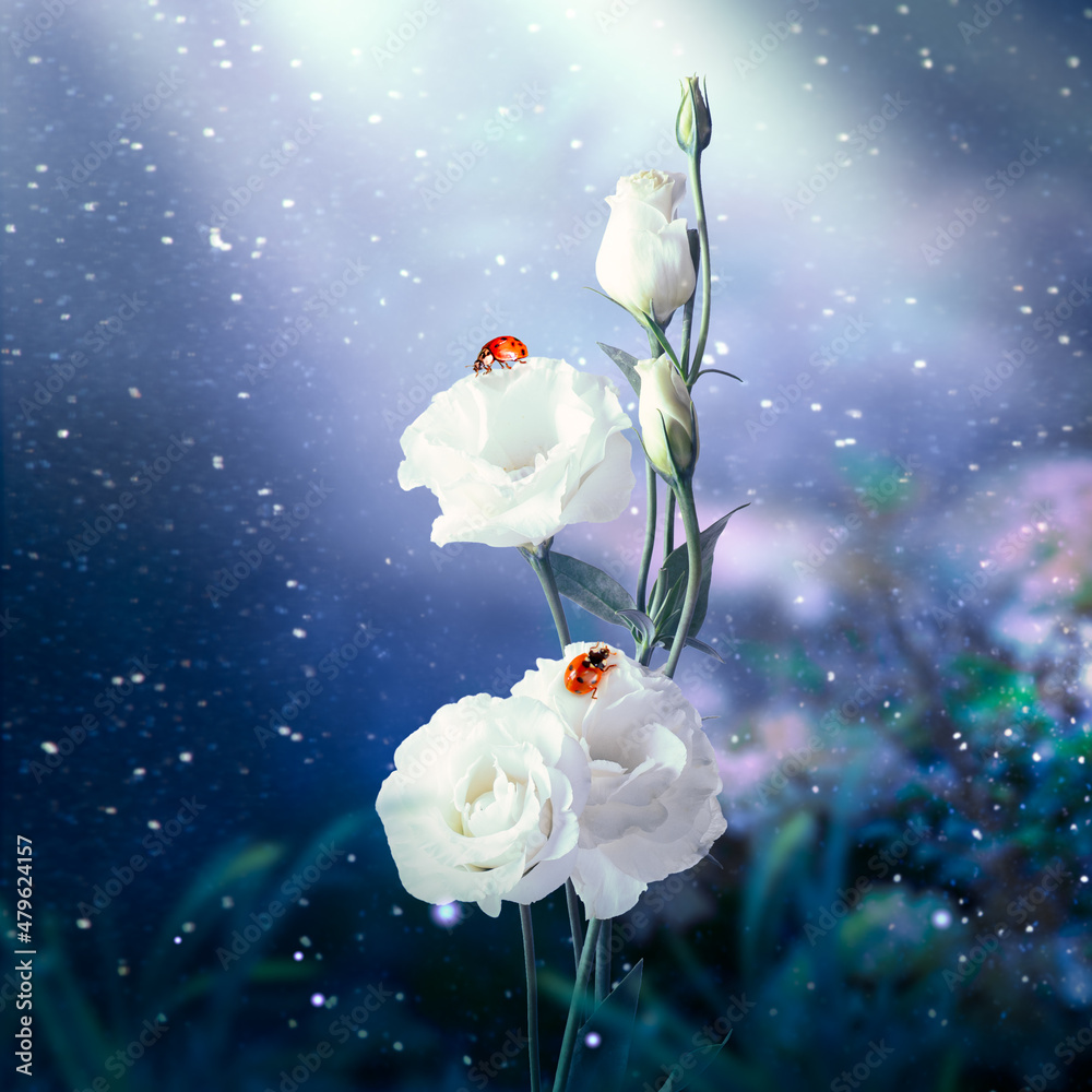 Obraz premium Fantasy Eustoma flowers garden and two ladybugs in enchanted fairy tale dreamy forest, fabulous fairytale blooming tender roses in magical night darkness on mysterious dark floral background with rays