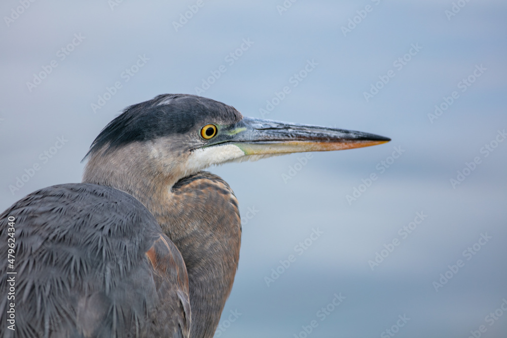 A Close Look at a Great Blue Heron Head and Beak with Intense Eyes A Close Look at a Great Blue Heron Head and Beak with Intense Eyes
