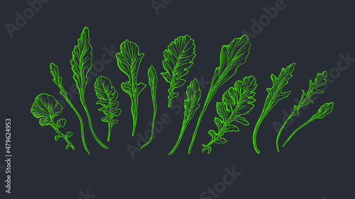 Arugula set. Fresh green rucola isolated. Vector