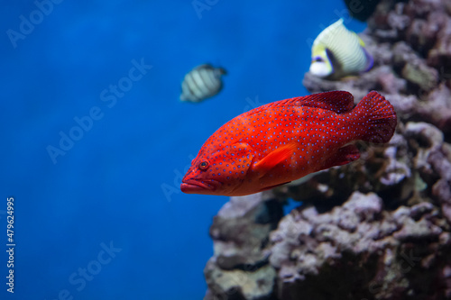 Coral hind grouper (Cephalopholis miniata)  in the aquarium.
 photo