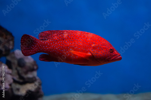 Foto Coral hind grouper (Cephalopholis miniata)  in the aquarium.