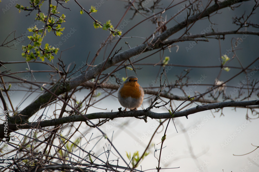 Robin sitting on a branch looking to the side in spring of 2021, small leaf buds in the background. Robin sitting on a branch looking to the side in spring of 2021, small leaf buds in the background.