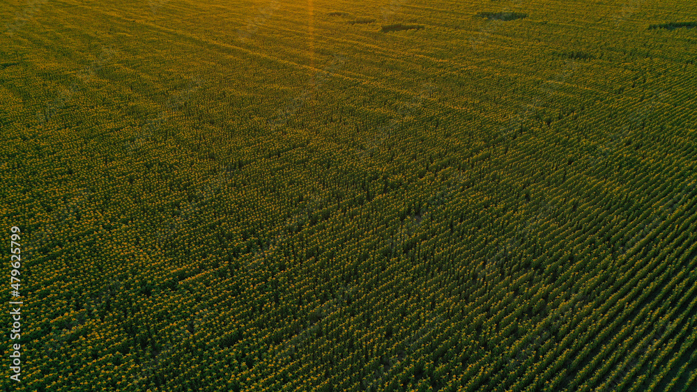 Bright yellow sunflower field in sunlight. Location place of Ukraine, Europe. Photo of ecology concept. Perfect natural wallpaper. Textural image of drone photography. Discover the beauty of earth.