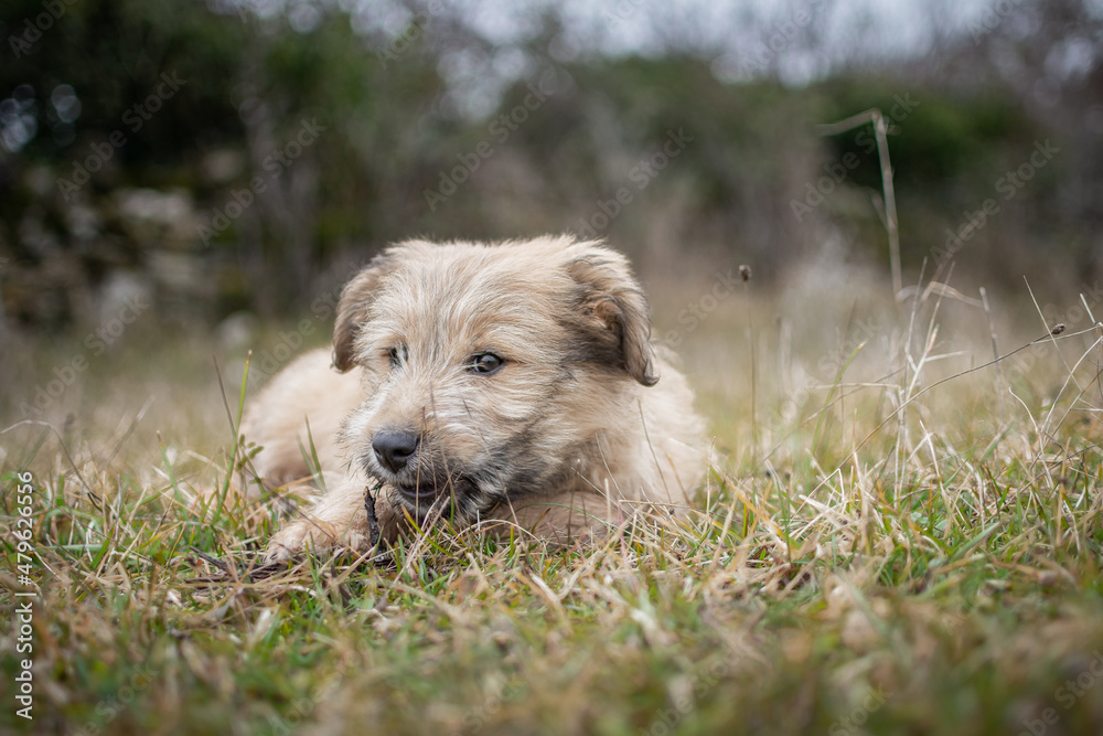 Chiot labrit bergers des Pyrénées Chiot labrit bergers des Pyrénées