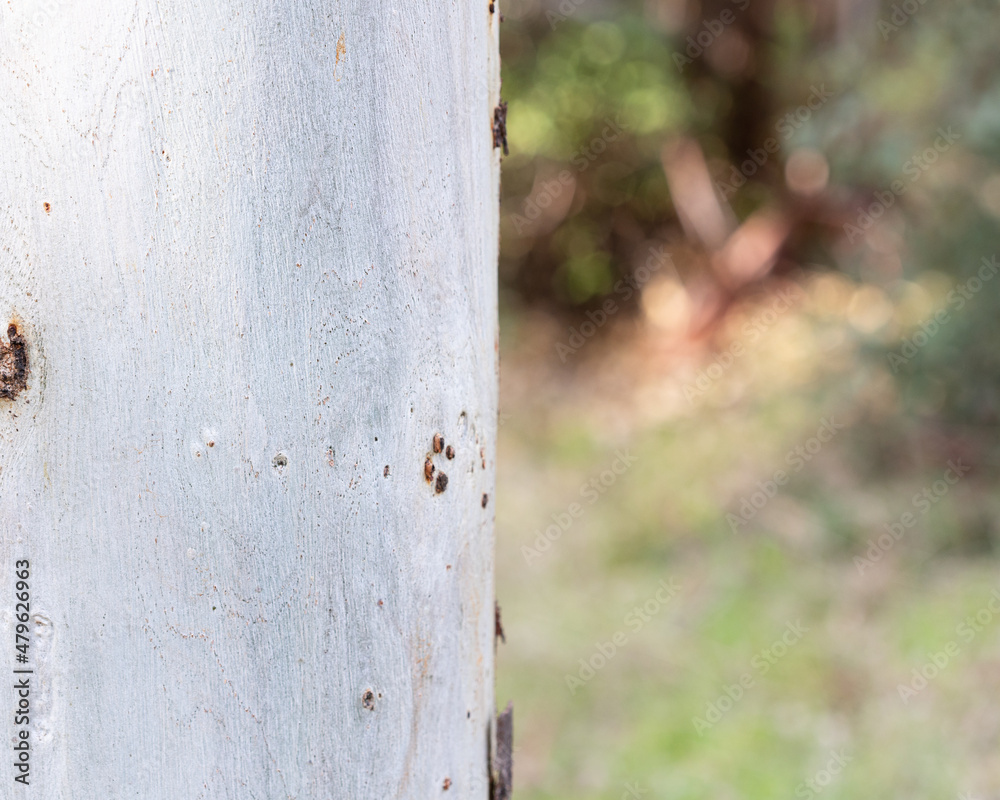 Trunk of eucalyptus tree on the left side in winter close-up. Trunk of eucalyptus tree on the left side in winter close-up.