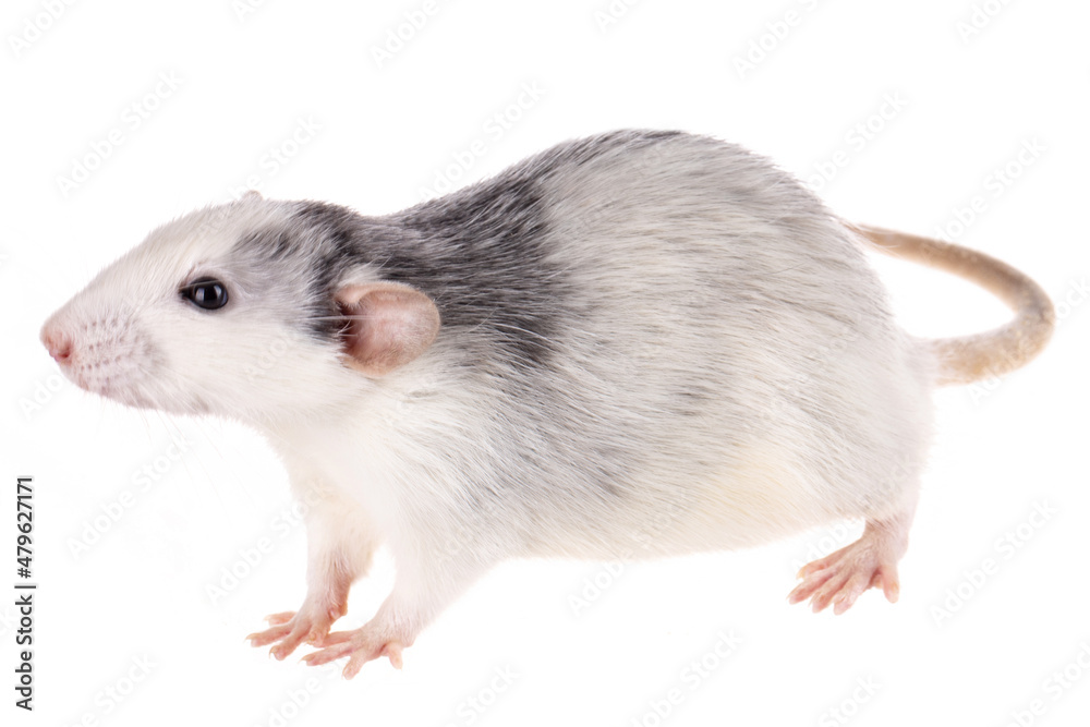 white-gray rat isolated on white background white-gray rat isolated on white background