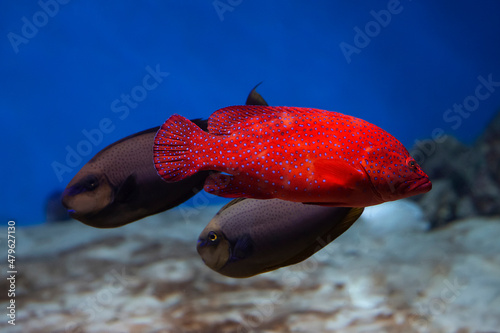 Obraz na plátne Coral hind grouper (Cephalopholis miniata)  in the aquarium.