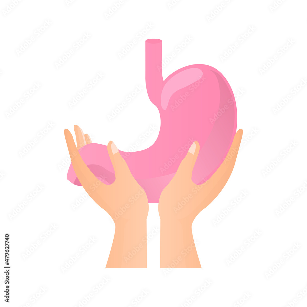 hands holding stomach, on a white background, healthy body, vector illustration hands holding stomach, on a white background, healthy body, vector illustration