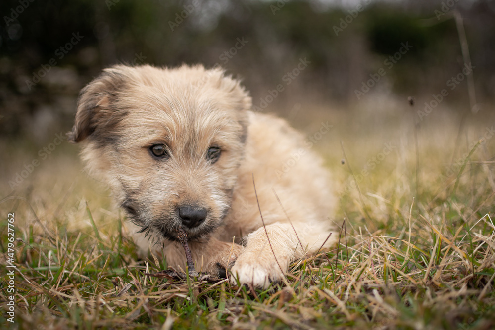 Chiot labrit bergers des Pyrénées Chiot labrit bergers des Pyrénées