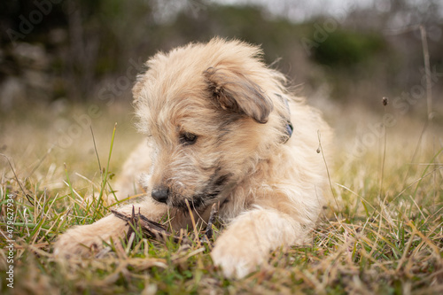 Chiot labrit bergers des Pyrénées 