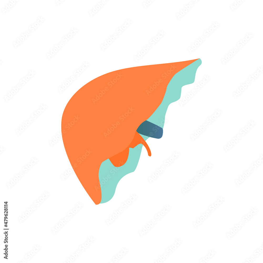 icons of body organs, liver on a white background, vector illustration