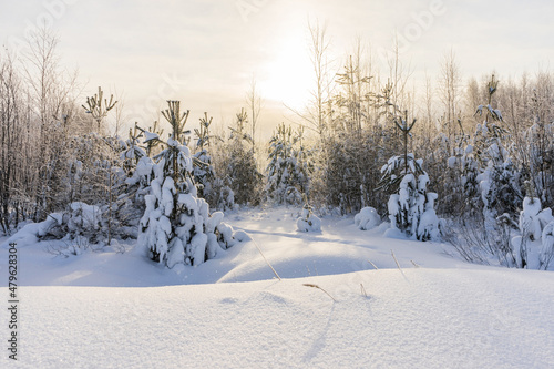 Morning sun over a young coniferous forest in winter