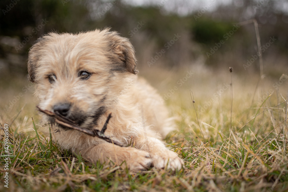 Chiot labrit bergers des Pyrénées 