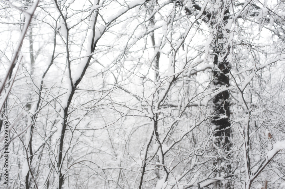 Creative artistic abstract background of frozen winter forest snowy tree Creative artistic abstract background of frozen winter forest snowy tree