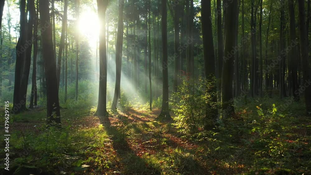 morning in the forest