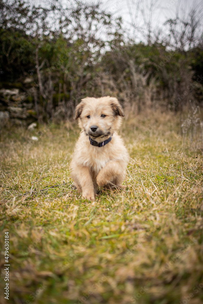 Chiot labrit bergers des Pyrénées 