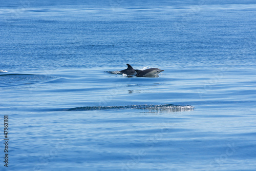 dolphin jumping out of water © AlexanderConnor