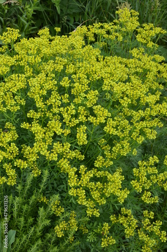 Fotografie blooming ruta graveolens in garden