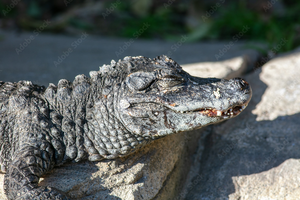 A Chinese Alligator also known as the Yangtze Alligator, China Alligator, or historically the Muddy Dragon, Sunning on a Rock and Thermo Regulating A Chinese Alligator also known as the Yangtze Alligator, China Alligator, or historically the Muddy Dragon, Sunning on a Rock and Thermo Regulating