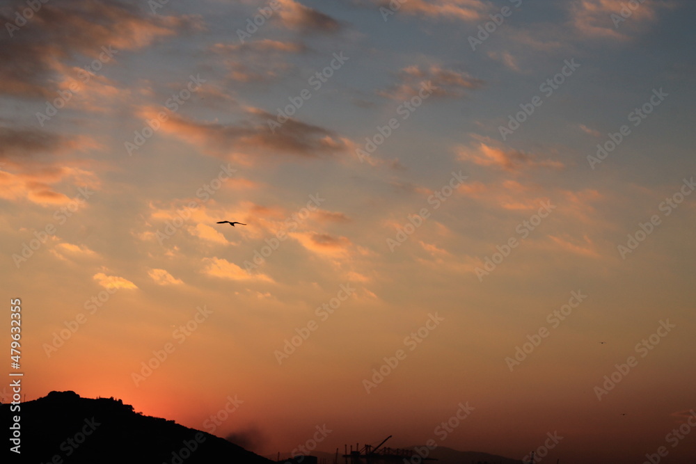orange sunset in the sky and a seagull flies on beatiful sky orange sunset in the sky and a seagull flies on beatiful sky