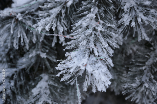 Beautiful pine branches covered with frost with decorations after Christmas © Dinadesign
