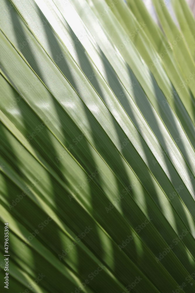 Palm background. Palm leaves texture with shadow. Lines and textures of Green Palm leaves. Natural background. Tropical palm leaf. Natural jungle background. Exotic plant. Turkey Palm background. Palm leaves texture with shadow. Lines and textures of Green Palm leaves. Natural background. Tropical palm leaf. Natural jungle background. Exotic plant. Turkey