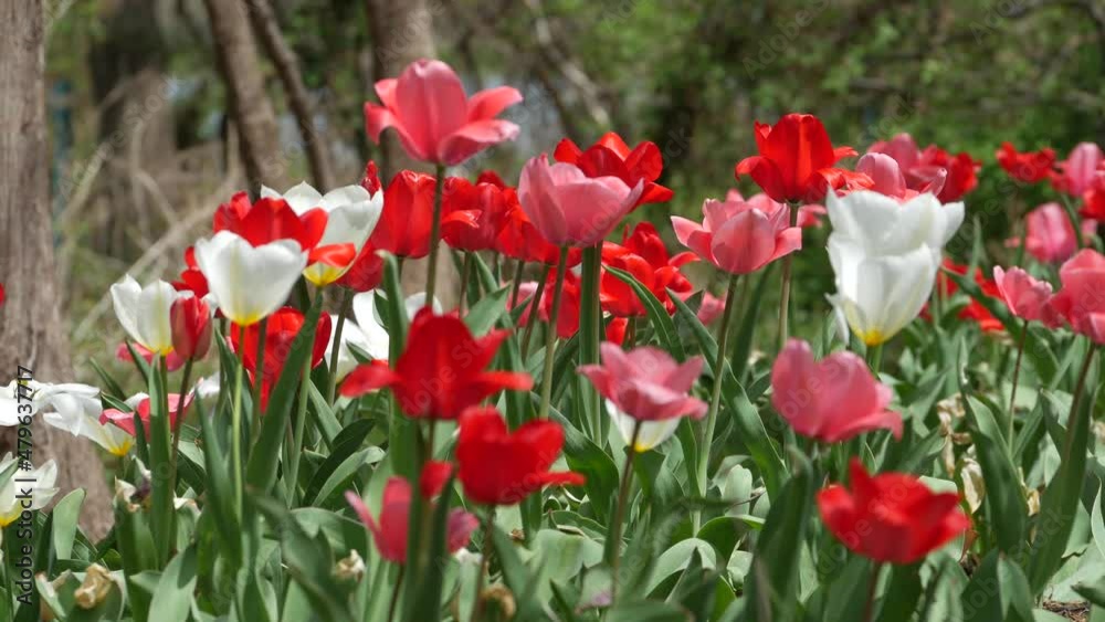 Medium shot of red and white tulips swaying very slightly in the breeze Medium shot of red and white tulips swaying very slightly in the breeze