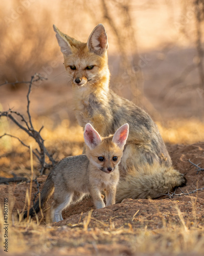 Cape Fox with pup in the Kgalagadi © Kim