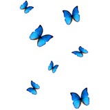 set of butterfly isolated on white background