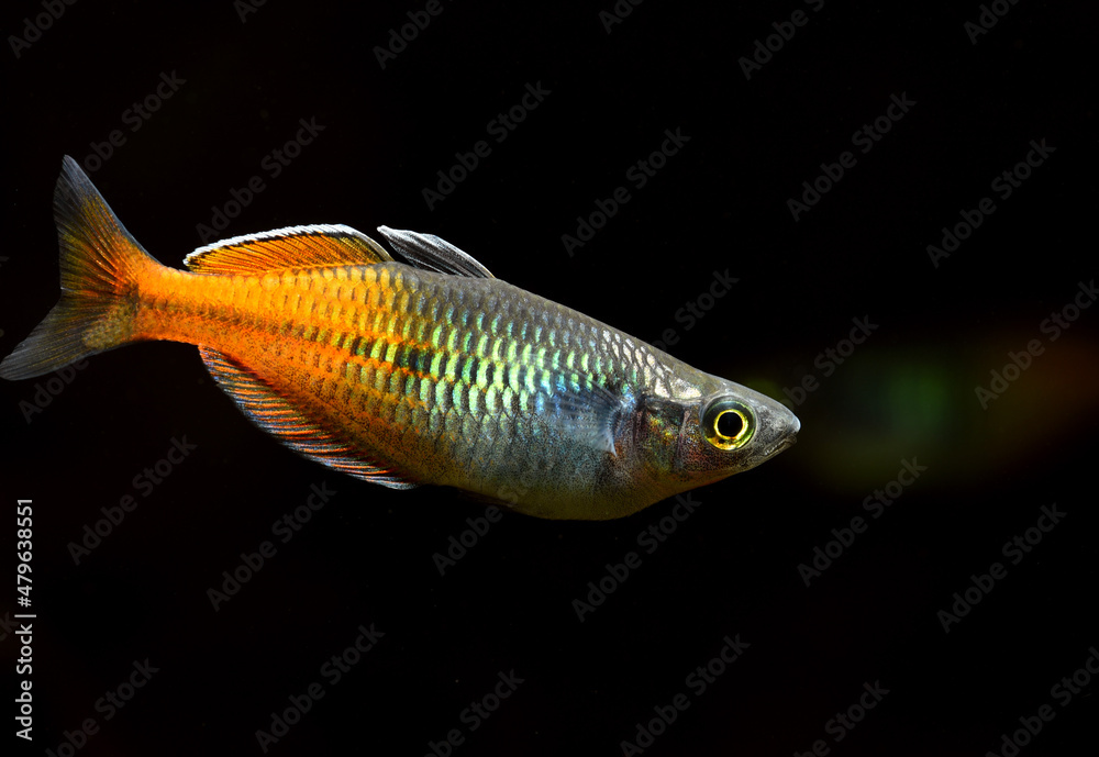 Boesemani rainbow fish Boesemani rainbow fish