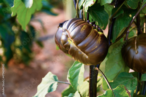 a big eggplant on a branch in a vegetable garden. Growing natural ecological vegetables. Gardening beautiful background. Fresh ripe purple eggplant. Healthy Vitamin Harvest, copy space photo