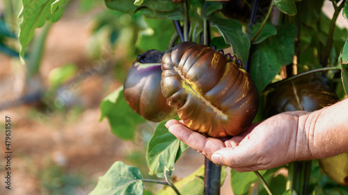 Farmer hand holding a big eggplant on a branch in a vegetable garden,