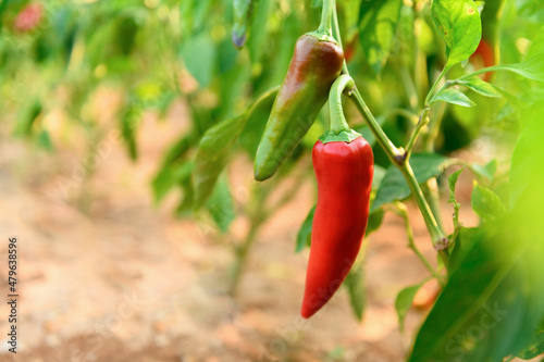 Fotografi Long hot red and green peppers on a bush in vegetable garden on a sunny day