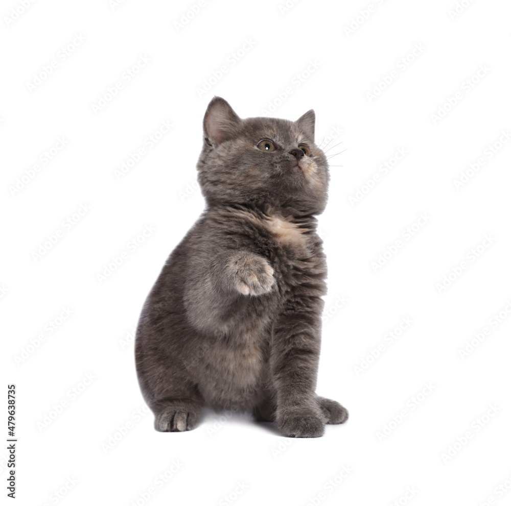 Cute fluffy kitten on light grey background. Space for text