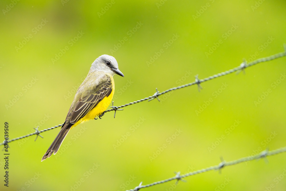 Tropical Kingbird
Tropical Kingbird