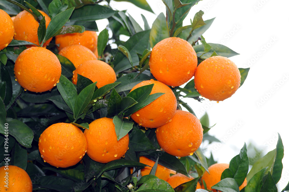 Orange ripe oranges on branches with green leaves. Gifts of Abkhazia. Orange ripe oranges on branches with green leaves. Gifts of Abkhazia.