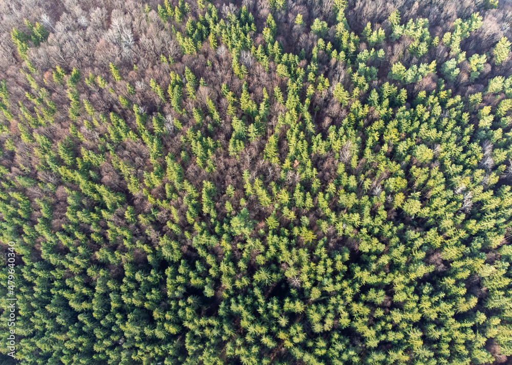 a coniferous and deciduous forest seen from above a coniferous and deciduous forest seen from above