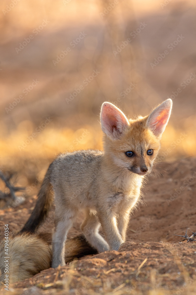 Cape Fox Pup in the Kgalagadi