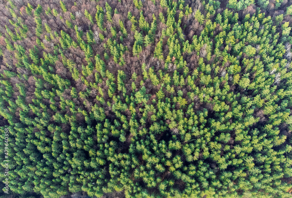 an infested coniferous forest seen from above an infested coniferous forest seen from above