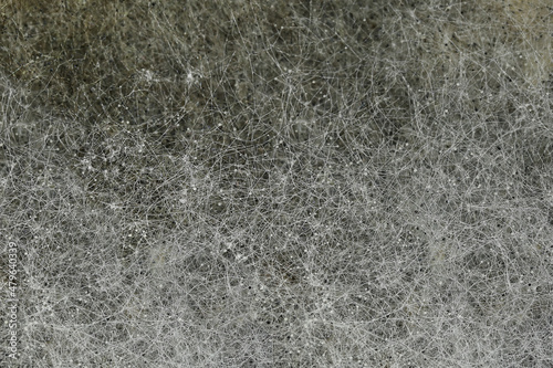 Texture background, white mold macro close-up, spores and threads of mold on surface