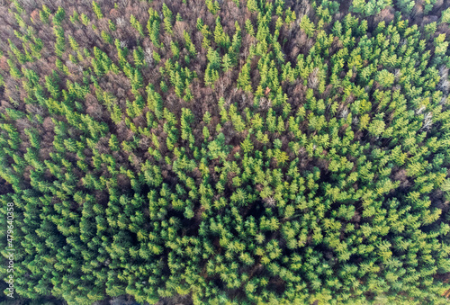 an infested coniferous forest seen from above