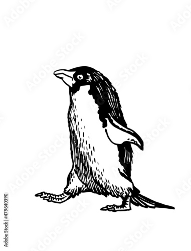 Graphical vector penguin on white isolated , bird of Antarctica and the south coast of Africa
