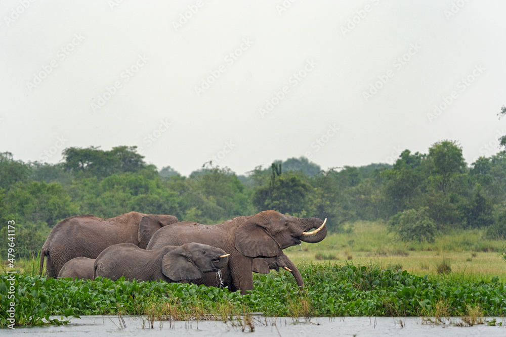 Obraz premium African elephant in Murchison Falls National park. Elephants in Uganda. Safari in Africa. Group of elephants in rain.