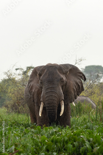 African elephant in Murchison Falls National park. Elephants in Uganda. Safari in Africa. Group of elephants in rain.